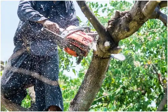 tree services Sharpsburg